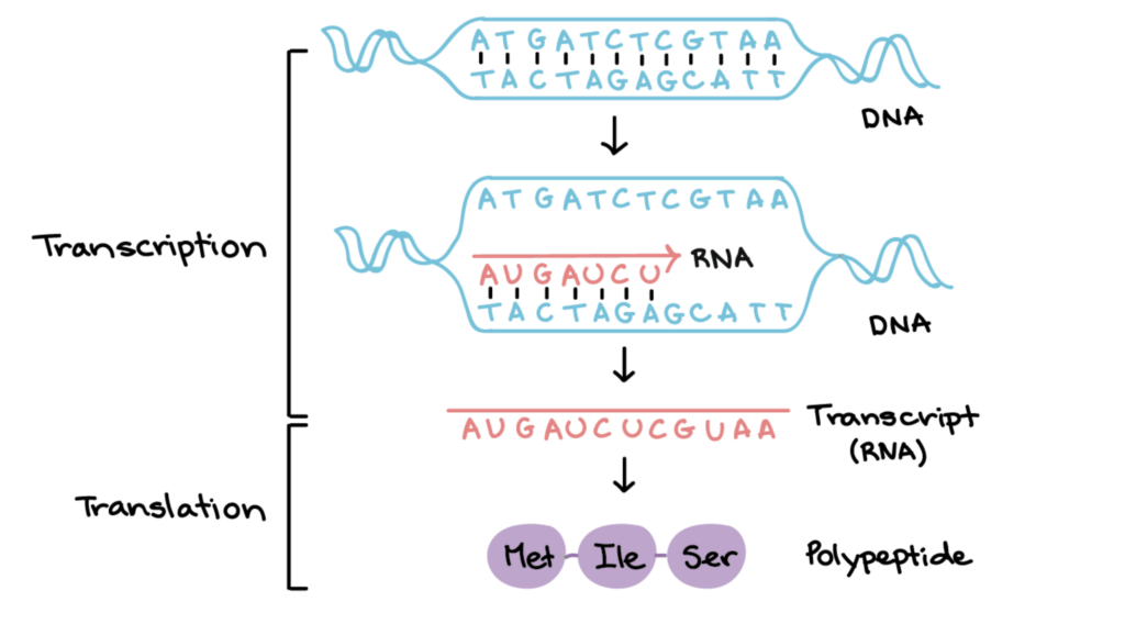 how many parts of the transcription unit in dna